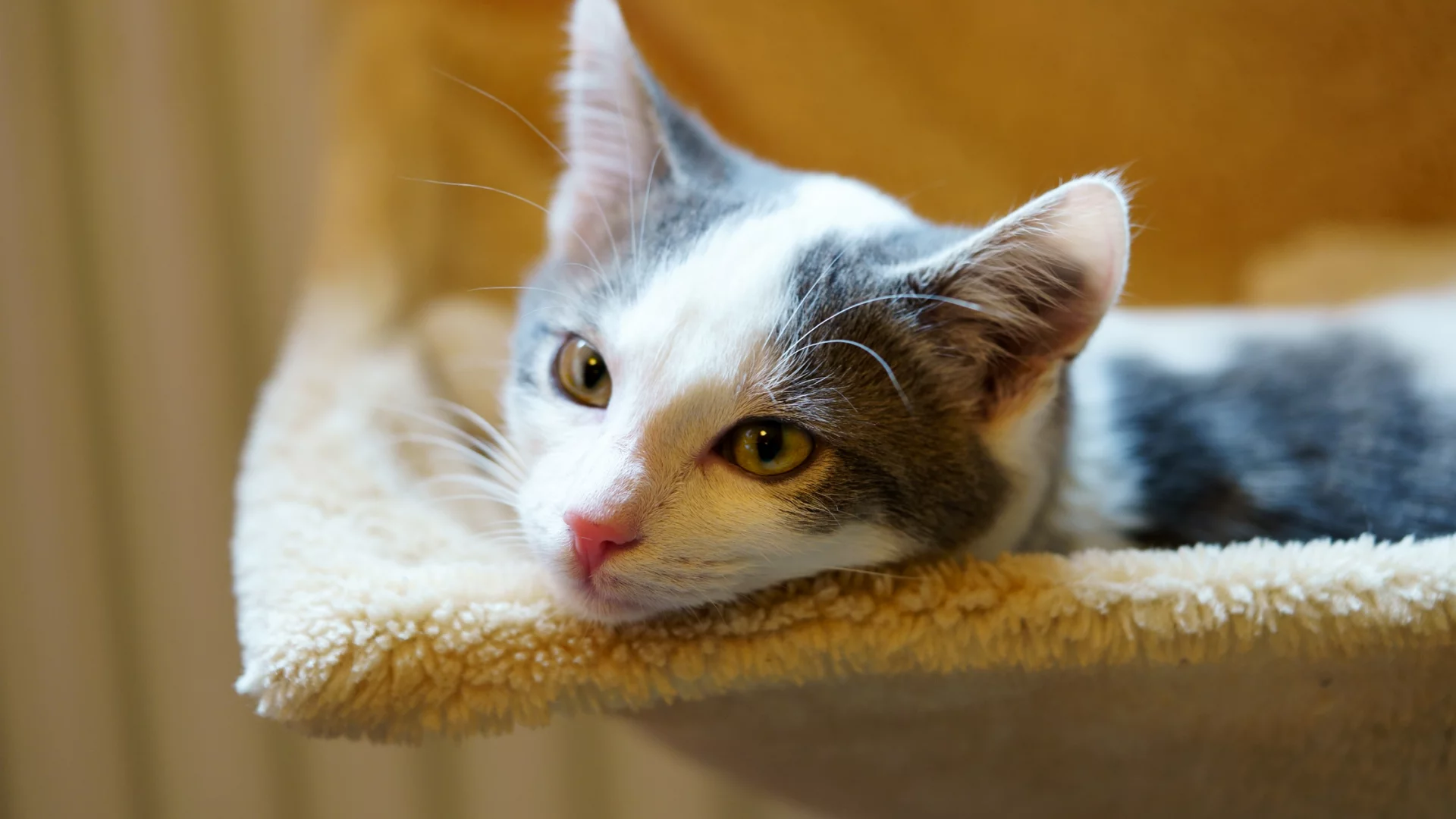 кошка