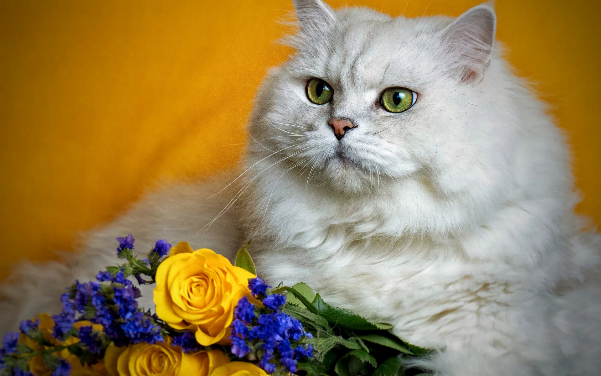 кот