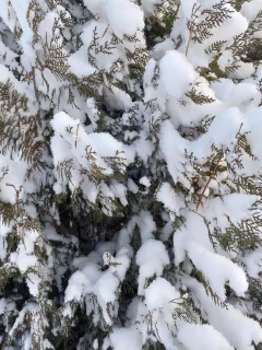 куст