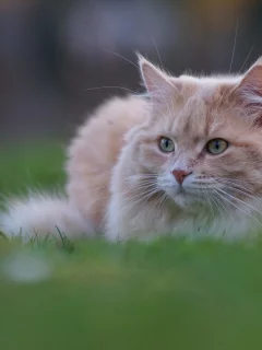 животное