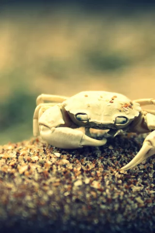 краб