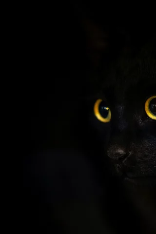 животное