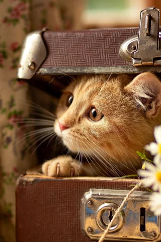кот