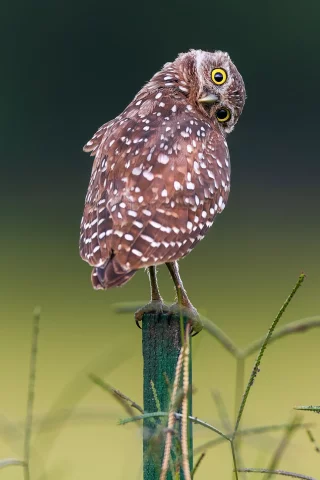 птица