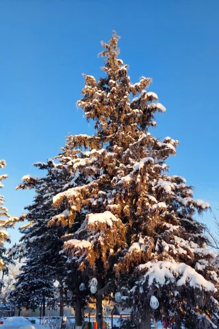 ель