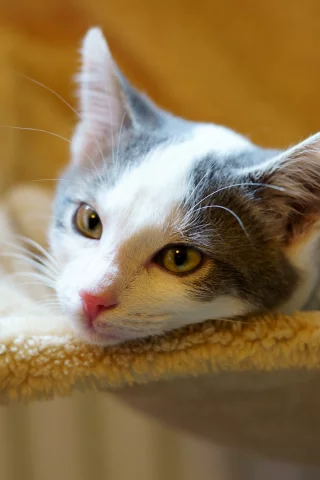 кошка
