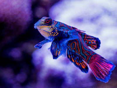 Mandarinfish