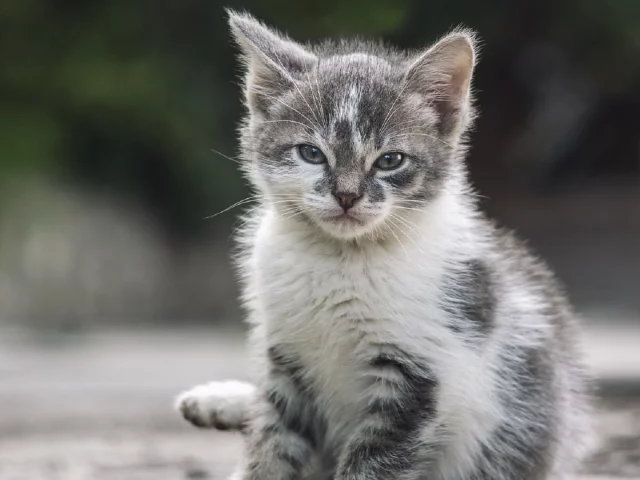 животное