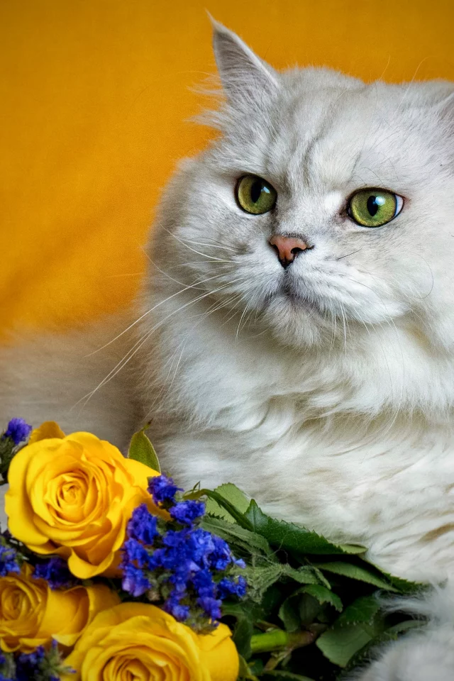 кот