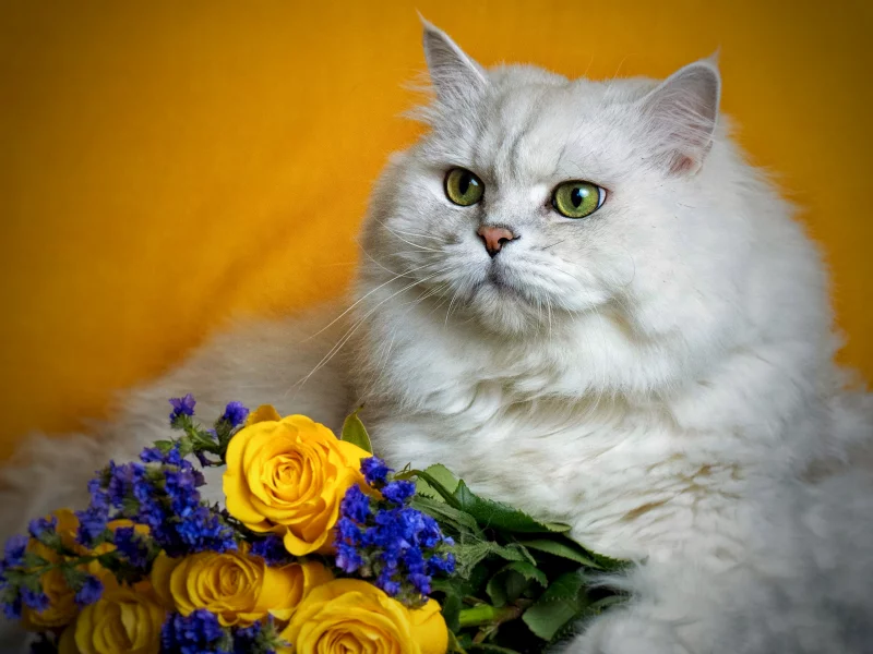 кот