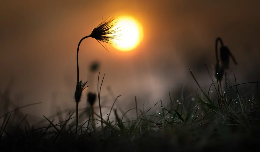 природа