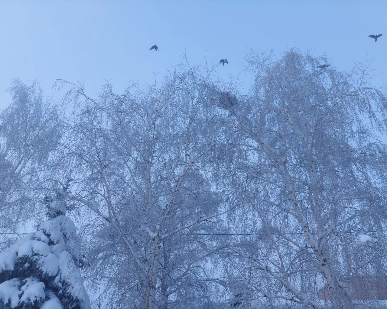 зима
