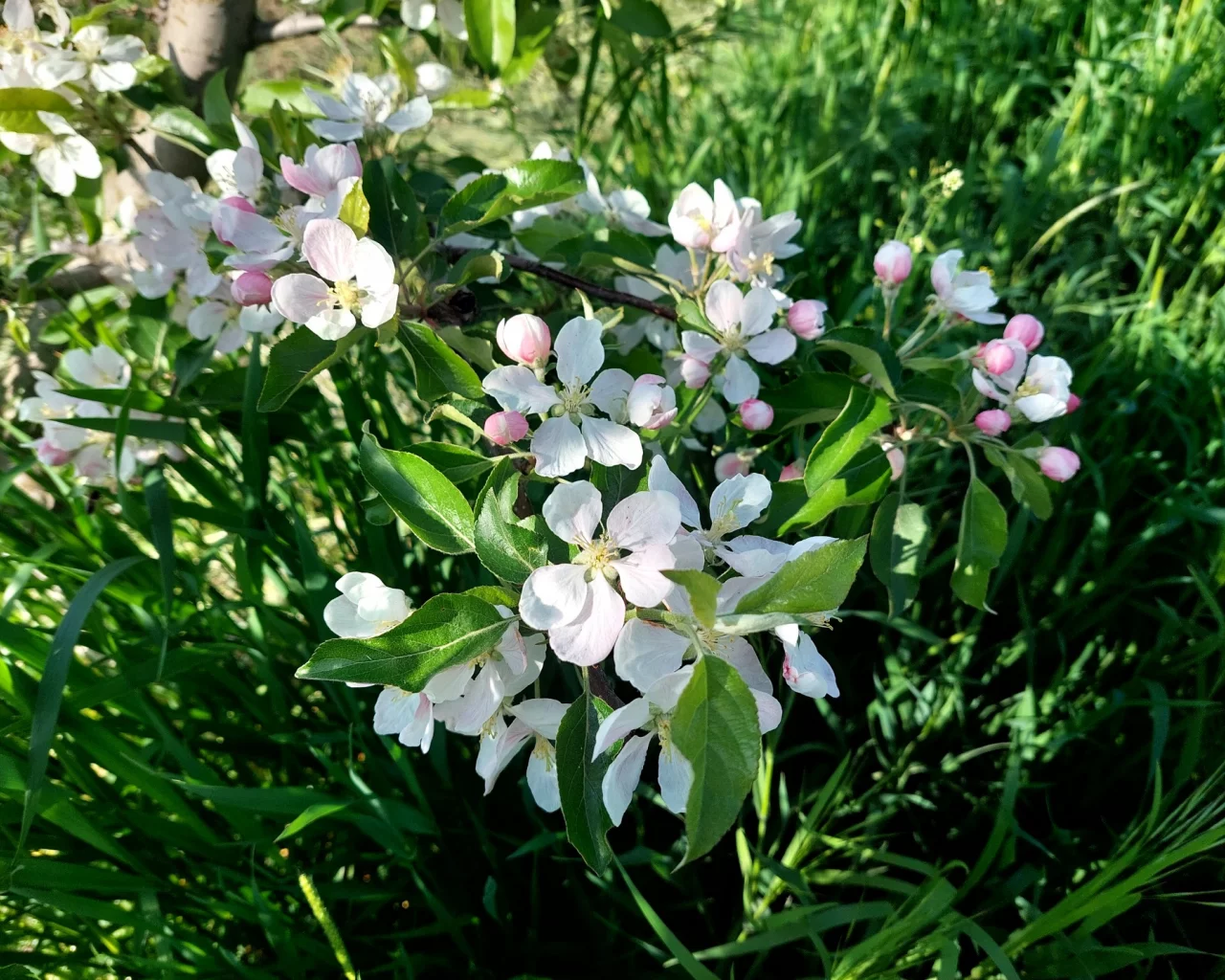 весна