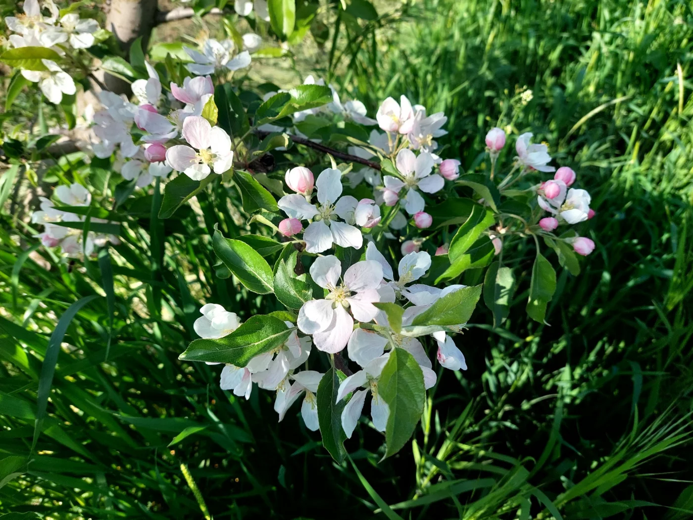 весна