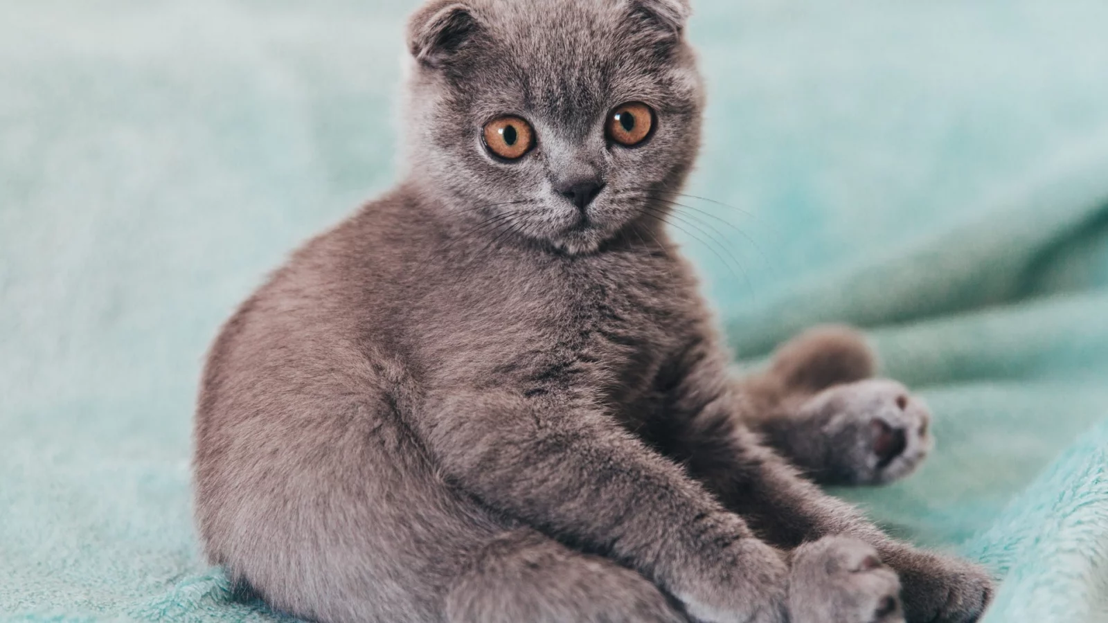 животное