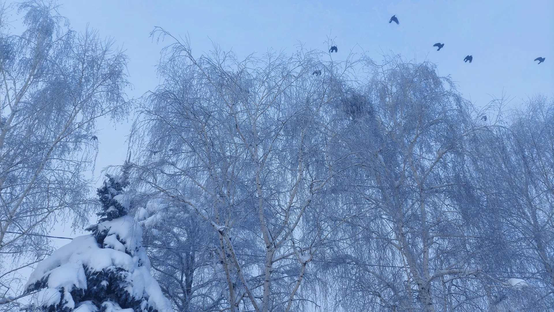 зима