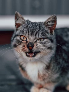 животное
