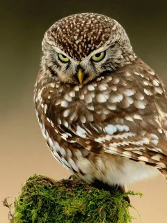 птица