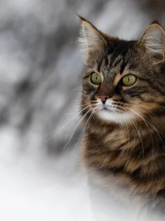 животное