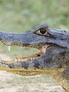 крокодил