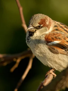 птица