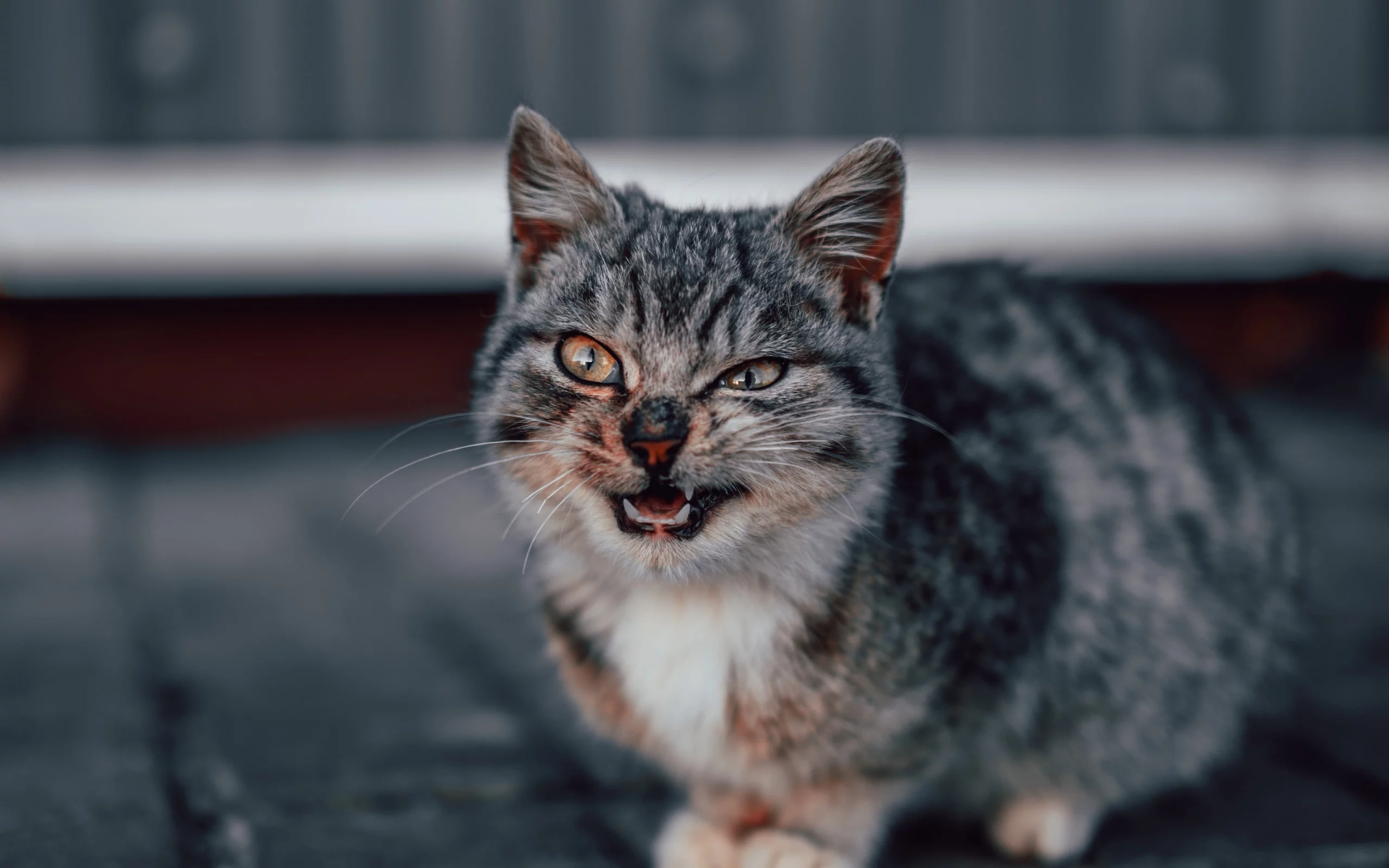 животное