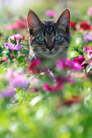 животное
