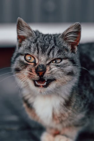 животное