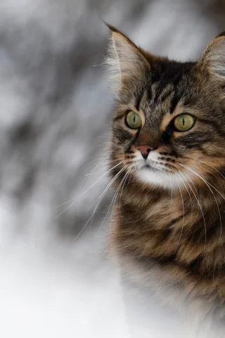 животное