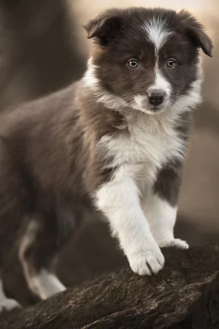 животное