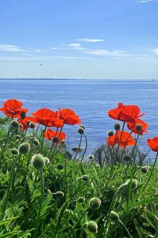 море