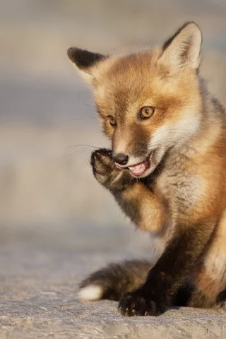 животное
