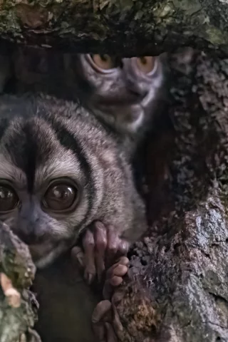 долгопяты