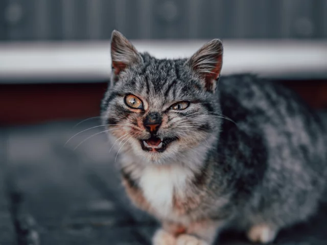 животное