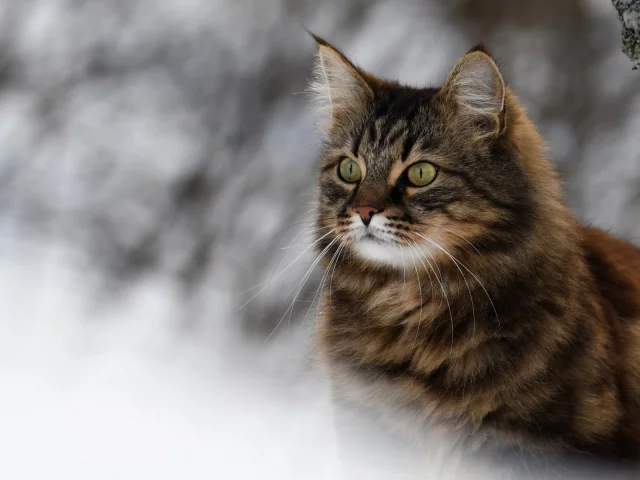животное