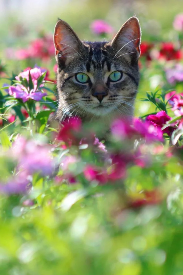 животное