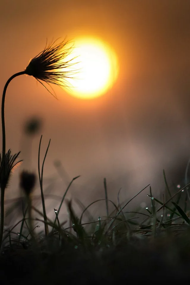 природа