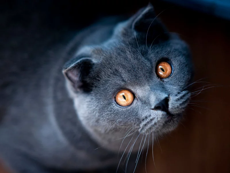 животное