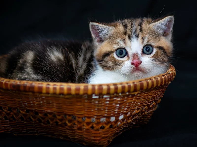 животное