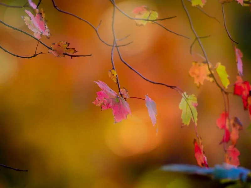 природа