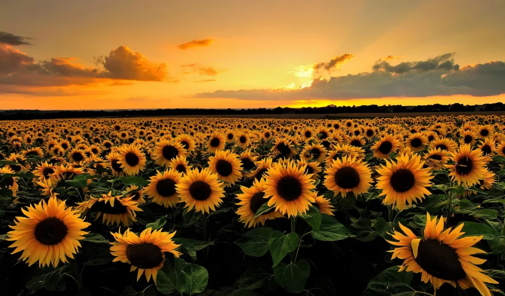 природа