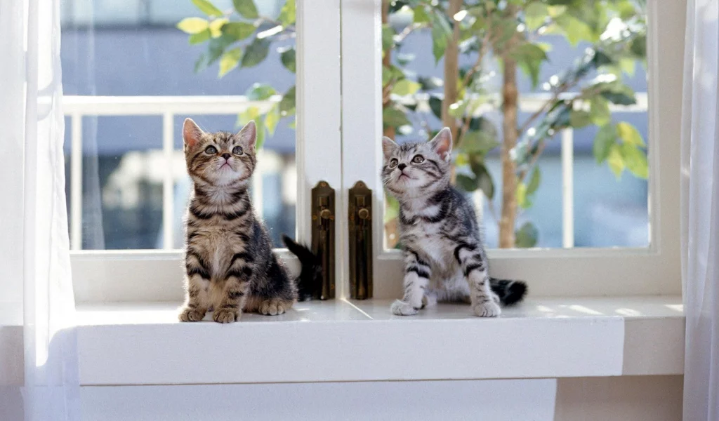 Котята