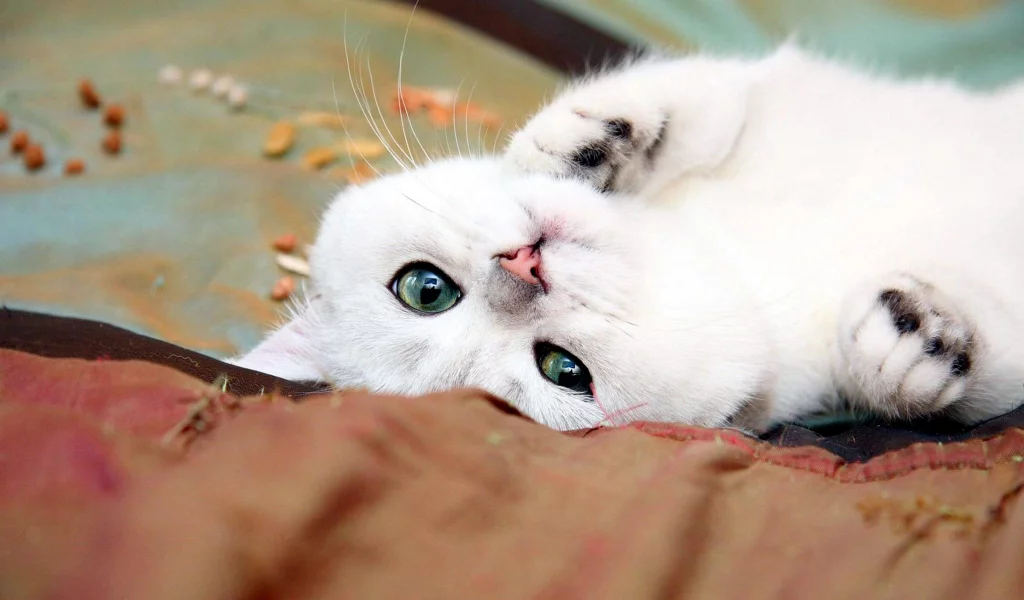 Кошка