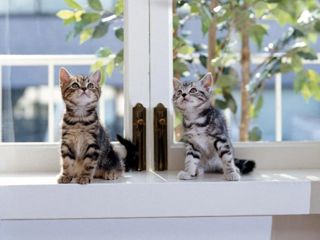 Котята