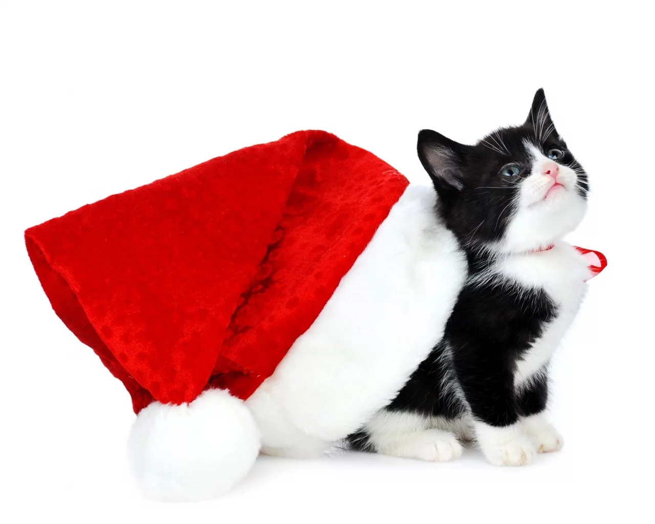 Котенок в шапке