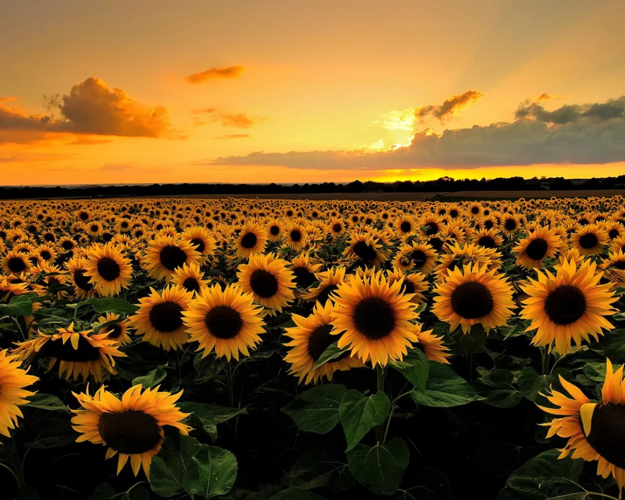 природа