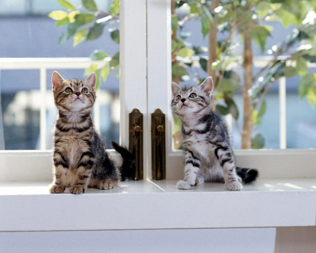 Котята
