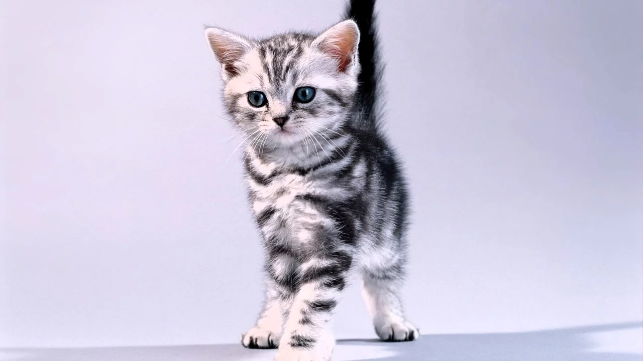 котёнок