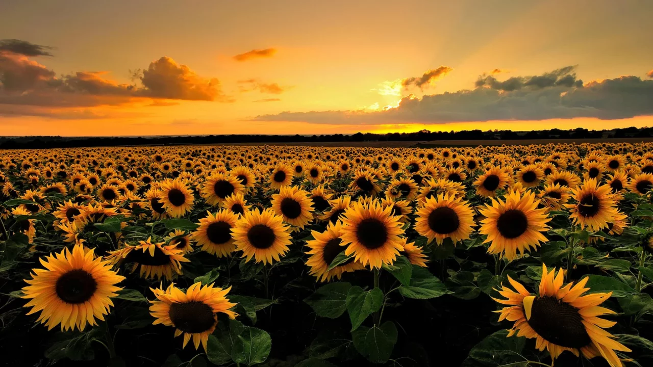 природа