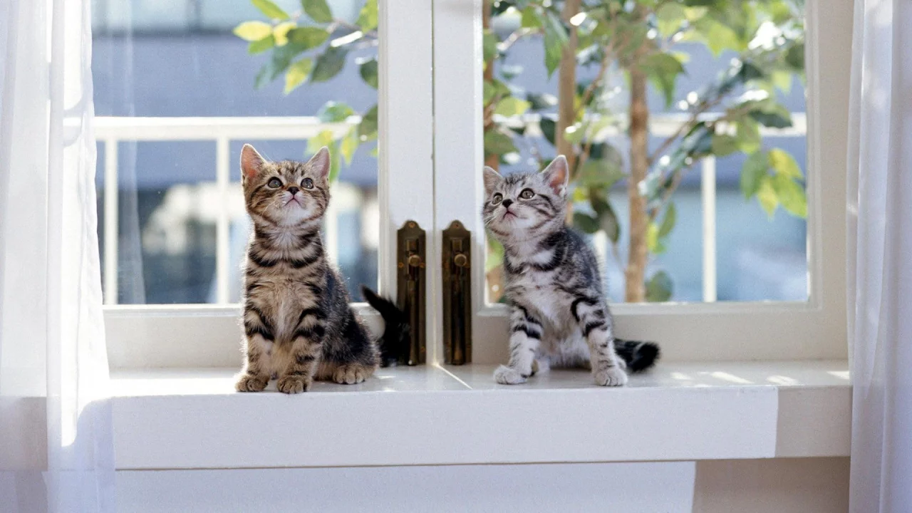 Котята